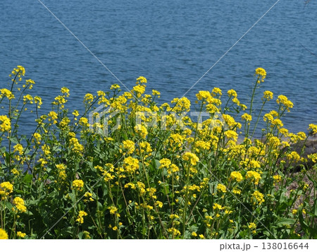 湖のほとりに咲く菜の花 湖のほとりに咲く菜の花 138016644