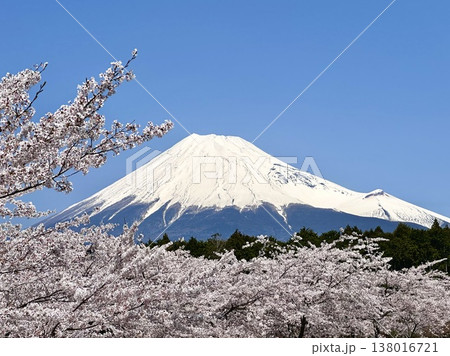 富士山と桜 富士山と桜 138016721