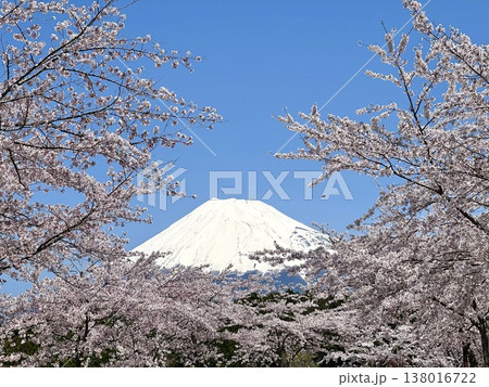 富士山と桜 富士山と桜 138016722