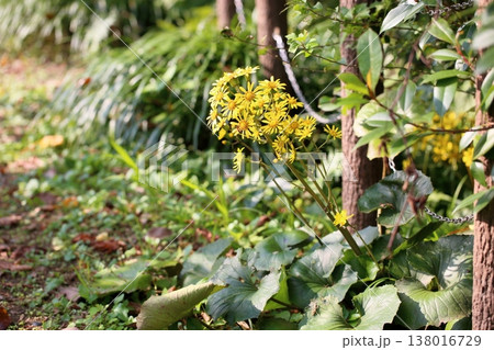 ツワブキの花 ツワブキの花 138016729