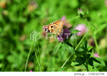 アカツメクサの蜜を吸うヒメアカタテハ アカツメクサの蜜を吸うヒメアカタテハ 138016749