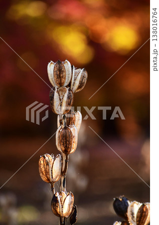 紅葉の中で光るオオウバユリ 紅葉の中で光るオオウバユリ 138016764