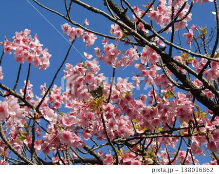 満開の稲毛海岸駅前河津桜の桃色の花 138016862