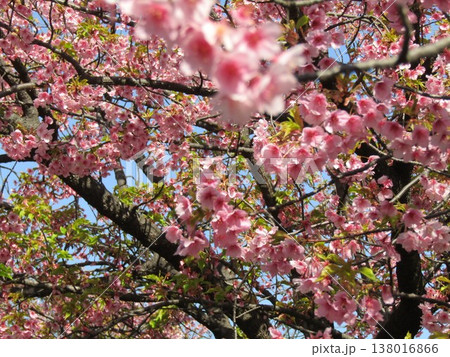 満開の稲毛海岸駅前河津桜の桃色の花 満開の稲毛海岸駅前河津桜の桃色の花 138016866