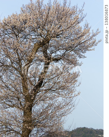 公園に咲いたエドヒガン桜 138016873