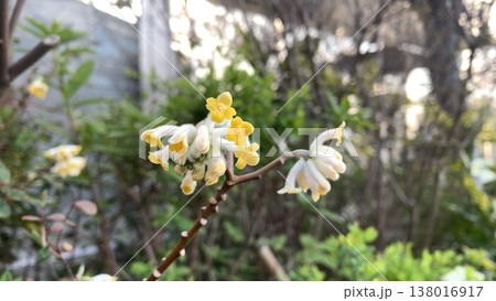 箕面萱野駅にて咲いてるミツタマ 138016917