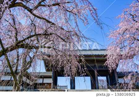 東京都 府中市 東郷寺(とうごうじ) しだれ桜 東京都 府中市 東郷寺(とうごうじ) しだれ桜 138016925