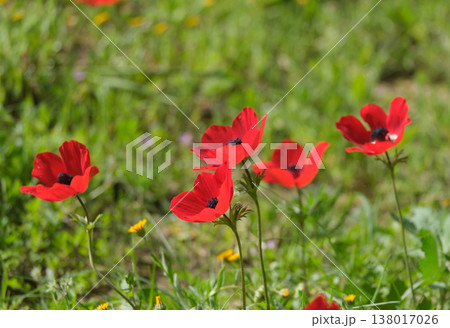 Spring bloom of anemones (Anemone coronaria) in the Negev 138017026