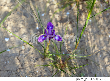 Morea Barbary nut (lat. Moraea sisyrinchium) in the desert Morea Barbary nut (lat. Moraea sisyrinchium) in the desert 138017028
