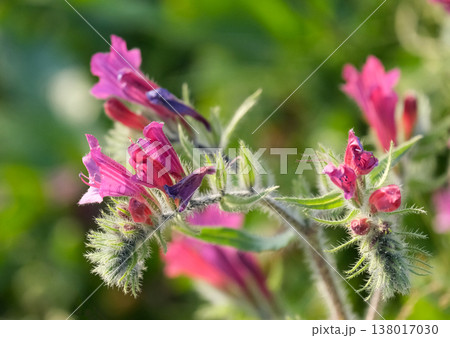 Judean viper's bugloss (lat.- Echium judaeum) Judean viper's bugloss (lat.- Echium judaeum) 138017030