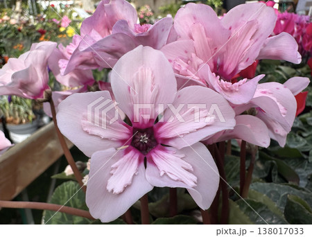 Cyclamen persicum Illusia 138017033