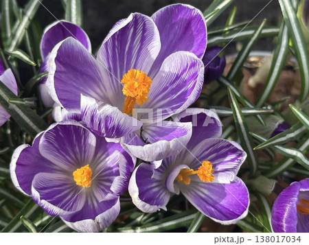 Crocus vernus Pickwick (Dutch Crocus) 138017034