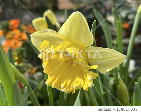Narcissus Dutch Master (Trumpet Daffodil) 138017035