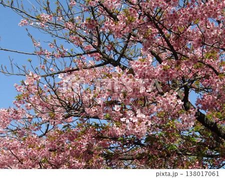 満開の稲毛海岸駅前河津桜の桃色の花 満開の稲毛海岸駅前河津桜の桃色の花 138017061