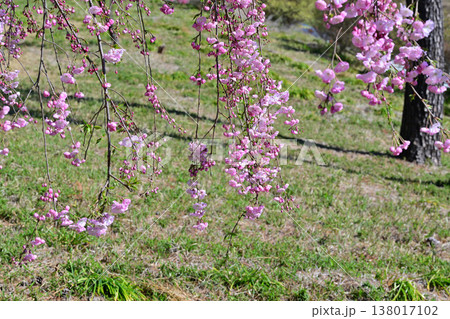 満開の枝垂桜 アカヤシオの丘 赤城山麓 群馬県前橋市 満開の枝垂桜 アカヤシオの丘 赤城山麓 群馬県前橋市 138017102