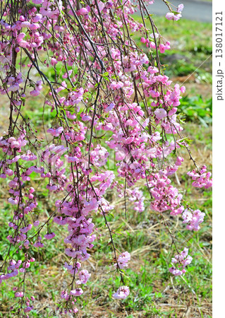 満開の枝垂桜　アカヤシオの丘　赤城山麓　群馬県前橋市　　　　 138017121