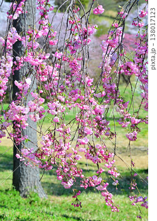 満開の枝垂桜 アカヤシオの丘 赤城山麓 群馬県前橋市 満開の枝垂桜 アカヤシオの丘 赤城山麓 群馬県前橋市 138017123