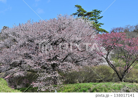 満開の桜 アカヤシオの丘 赤城山麓 群馬県前橋市 満開の桜 アカヤシオの丘 赤城山麓 群馬県前橋市 138017141