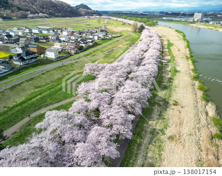 空撮「岩手県」満開の桜咲く北上展勝地 北上市 空撮「岩手県」満開の桜咲く北上展勝地 北上市 138017154