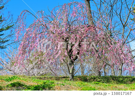 満開の枝垂桜 アカヤシオの丘 赤城山麓 群馬県前橋市 満開の枝垂桜 アカヤシオの丘 赤城山麓 群馬県前橋市 138017167