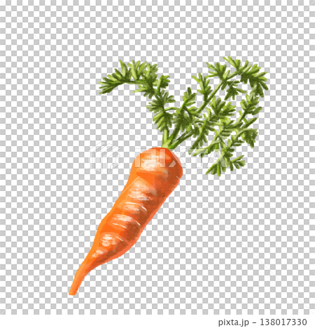 Watercolor carrot illustration 138017330