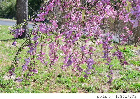 満開の枝垂桜 アカヤシオの丘 赤城山麓 群馬県前橋市 満開の枝垂桜 アカヤシオの丘 赤城山麓 群馬県前橋市 138017375