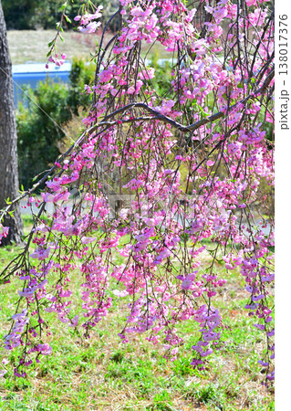 満開の枝垂桜 アカヤシオの丘 赤城山麓 群馬県前橋市 満開の枝垂桜 アカヤシオの丘 赤城山麓 群馬県前橋市 138017376