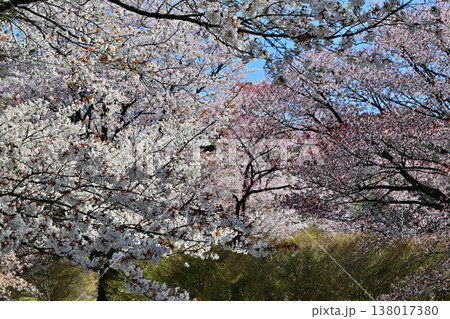 満開の桜　アカヤシオの丘　赤城麓　群馬県前橋市　　　　 138017380
