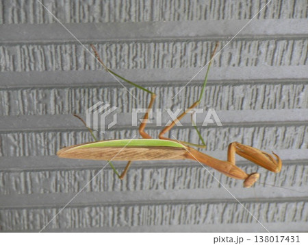 壁に張り付くカマキリ 壁に張り付くカマキリ 138017431