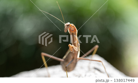 獲物を狙うカマキリ 138017449