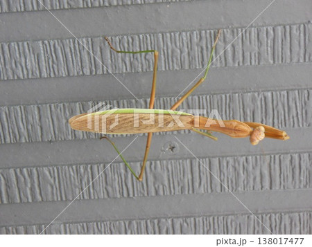 獲物を狙うカマキリ 獲物を狙うカマキリ 138017477