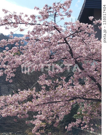 咲き誇る山桜 138017484