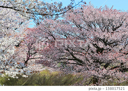 満開の桜　アカヤシオの丘　赤城麓　群馬県前橋市　　　　 138017521