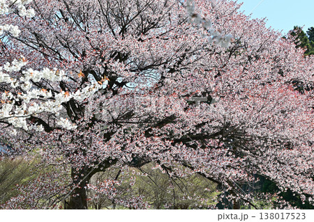 満開の桜 アカヤシオの丘 赤城麓 群馬県前橋市 満開の桜 アカヤシオの丘 赤城麓 群馬県前橋市 138017523