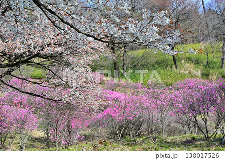 アカヤシオと桜　赤城山麓　群馬県前橋市　　　　 138017526