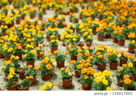 Marigolds in the greenhouse Marigolds in the greenhouse 138017665