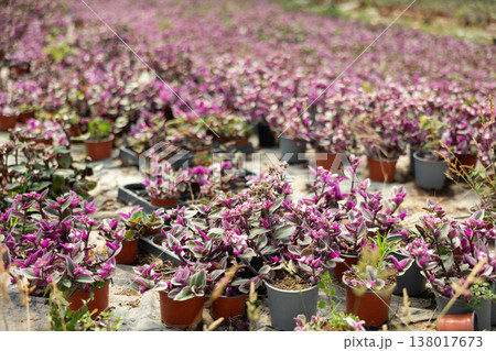 Purple flowers in pots in a greenhouse 138017673