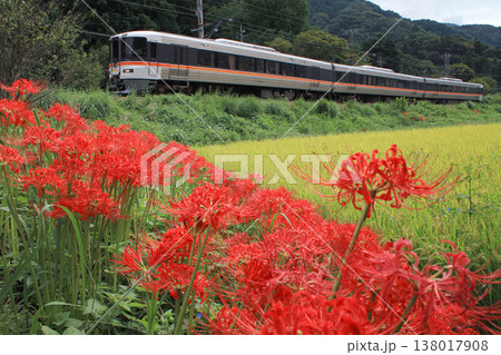 彼岸花と身延線特急列車 138017908