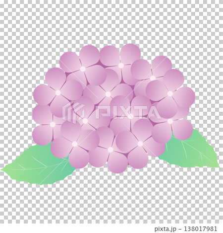 Simple decorative material of hydrangea flowers and leaves for the rainy season | Hydrangea, Flower, Leaf, Plant Simple decorative material of hydrangea flowers and leaves for the rainy season | Hydrangea, Flower, Leaf, Plant 138017981