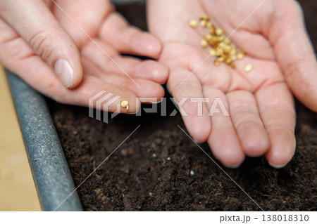 Close-up of hands planting seeds in soil Close-up of hands planting seeds in soil 138018310