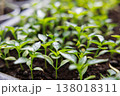 Close-up of young green seedlings growing in soil 138018311