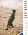 Meerkat Standing Alert on Sandy Ground 138018313
