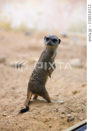 Meerkat Standing Alert on Sandy Ground 138018313