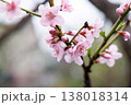 Close-up of pink cherry blossom flowers on a branch 138018314