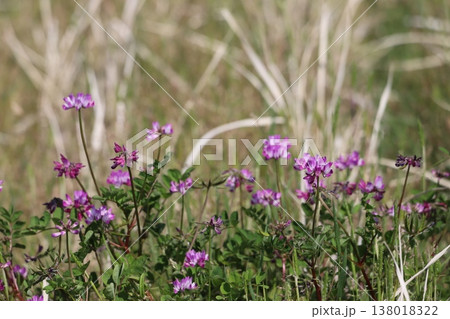 田んぼに生えているレンゲの花 田んぼに生えているレンゲの花 138018322