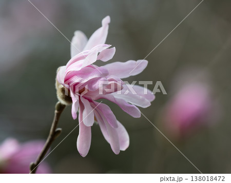 美しいピンクのシデコブシ 138018472