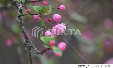雨の日 古寺の境内に咲き始めた海棠(カイドウ)の花 雨の日 古寺の境内に咲き始めた海棠(カイドウ)の花 138018489