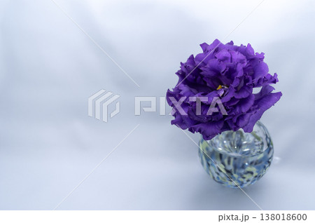 灰背景で寒色一輪挿しに挿した紫のフリンジ八重咲きトルコキキョウ一輪(右配置) 灰背景で寒色一輪挿しに挿した紫のフリンジ八重咲きトルコキキョウ一輪(右配置) 138018600
