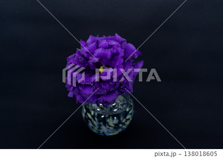 黒背景で寒色一輪挿しに挿した紫のフリンジ八重咲きトルコキキョウ一輪（中配置） 138018605