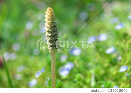 オオイヌノフグリをバックにしてのびるツクシ 138018642